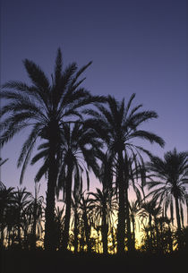  Tunisia, Jerid, Nefta by Jason Friend