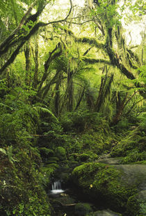  New Zealand, Westcoast, Westland National Park by Jason Friend