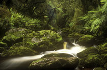  New Zealand, Stewart Island, Rakiura National Park by Jason Friend