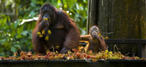 Sabah Malaysia, Borneo, Orang Utan by Jason Friend