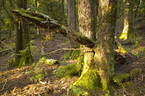 Australia, Tasmania, Cradle Mt - Lake St Clair National Park. by Jason Friend