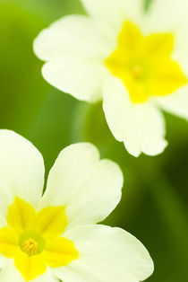 England, Northumberland, Primrose. by Jason Friend