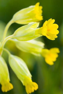 England, Northumberland, Cowslip. by Jason Friend