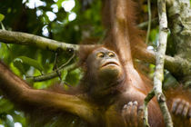 Sabah Malaysia, Borneo, Orang Utan by Jason Friend