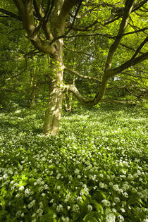 England, Northumberland, Plessey Woods Country Park / Blagdon Estate. by Jason Friend