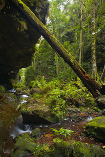 Australia, New South Wales, Blue Mountains National Park. by Jason Friend