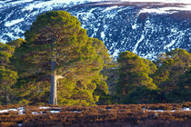 Schottland, Aberdeenshire, Mar Lodge Estate. von Jason Friend