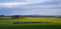 Scotland, Scottish Borders, Harelaw Moor. by Jason Friend