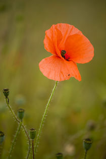 England, Northumberland, Corbridge. von Jason Friend