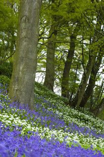 England, Northumberland, Allen Banks. by Jason Friend