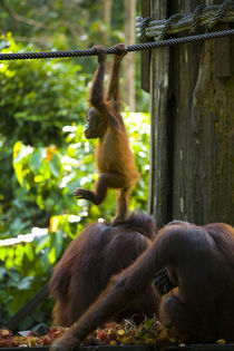 Sabah Malaysia, Borneo, Orang Utan by Jason Friend