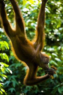 Sabah Malaysia, Borneo, Orang Utan von Jason Friend