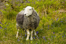 England, Cumbria, Lake District National Park. by Jason Friend