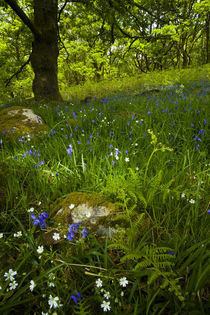 England, Cumbria, Lake District National Park. by Jason Friend