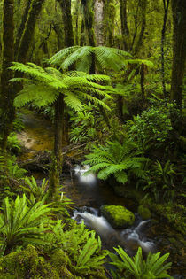 Tuatapere Hump Ridge Track, Southland, New Zealand. by Jason Friend