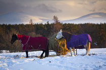 Scotland, Scottish Highlands, Cairngorms National Park. by Jason Friend