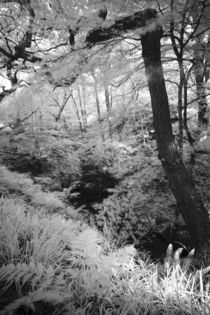 England, Northumberland, Plessey Woods Country Park. von Jason Friend