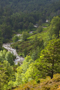 Scotland, Scottish Highlands, Cairngorms National Park. by Jason Friend