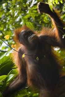 Sabah Malaysia, Borneo, Orang Utan von Jason Friend