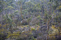 Australia, Tasmania, Cradle Mt - Lake St Clair National Park. by Jason Friend