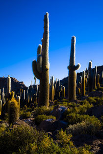 Bolivia, Southern Altiplano, Salar De Uyuni. by Jason Friend