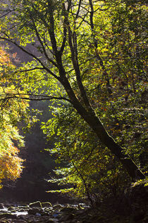 England, Northumberland, Allen Banks &Amp; Staward Gorge by Jason Friend