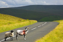 England, Northumberland, North Pennines. von Jason Friend