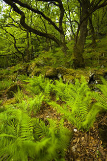 England, Cumbria, Lake District National Park. by Jason Friend