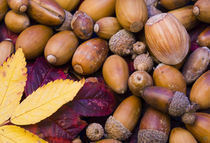 Detail view of Autumn leaves and nuts collected from a UK woodland. by Jason Friend
