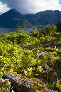 New Zealand, Southland, Fiordland National Park. by Jason Friend