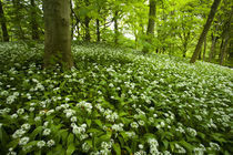 England, Yorkshire, Yorkshire Dales Nationalpark. von Jason Friend