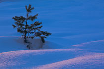 Scotland, Scottish Highlands, Abernethy. by Jason Friend