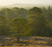 Scotland, Scottish Highlands, Cairngorms National Park. by Jason Friend