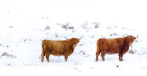 Schottland, Schottische Highlands, Glen Dochart. von Jason Friend