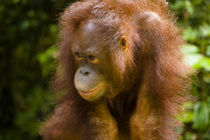 Sabah Malaysia, Borneo, Orang Utan von Jason Friend