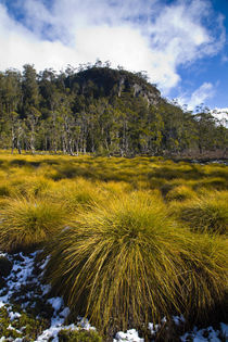 Australien, Tasmanien, Cradle Mt - Lake St. Clair Nationalpark. von Jason Friend