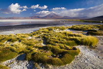 Bolivia, Southern Altiplano, Laguna Colorada. by Jason Friend