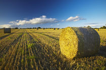  England, Northumberland, Ponteland by Jason Friend