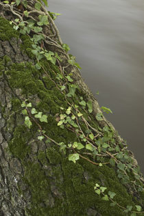  England, Cumbria, River Caldrew by Jason Friend