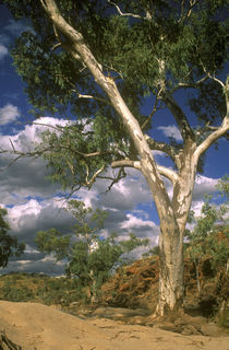  Australia, Northern Territory, West Macdonnell National Park by Jason Friend