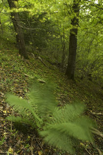  England, Shropshire, Wenlock Edge by Jason Friend