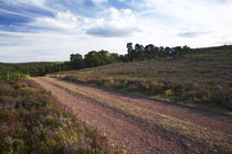England Northumberland Rothbury Track von Jason Friend