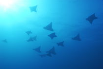 Large group of Spotted Eagle rays (Aetobatus narinari) swimming, underwater view,, Ecuador, Galapagos Archipelago, by Sami Sarkis Photography