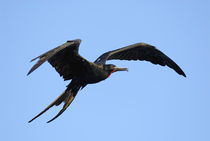 Flying Great Frigate male bird (Fregata minor), Ecuador, Galapagos Archipelago, von Sami Sarkis Photography