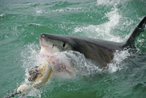 Great White Shark (Carcharodon carcharias) breaking waters surface, Gansbaii, Dyer Island, South Africa by Sami Sarkis Photography