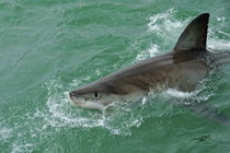 Great White Shark (Carcharodon carcharias) breaking waters surface, Gansbaii, Dyer Island, South Africa von Sami Sarkis Photography