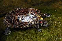 Turtle Surfacing von Eye in Hand Gallery