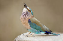 Close-up of an Indian roller (Coracias benghalensis) by Panoramic Images