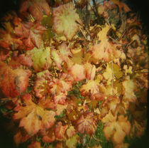 Close-up of autumnal grape leaves, Barberra grape leaves, Piedmont Region, Italy by Panoramic Images