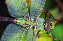 Green Darner Dragonfly von Panoramic Images